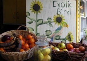 donations-mars-parrots