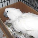 AngelCockatoo.jpg AngelCockatoo.jpg