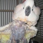 SophieCockatoo.jpg SophieCockatoo.jpg