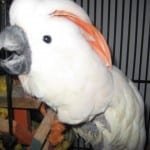 SophieCockatoo.jpeg SophieCockatoo.jpeg