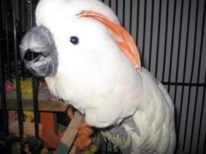 SophieCockatoo.jpeg