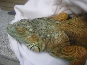 Gracie when first pulled out