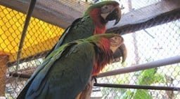 Bird Rescue and Stories of Parrot Care Florida's premier birds rescue destination